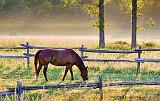 Horse At Sunrise_25114-6